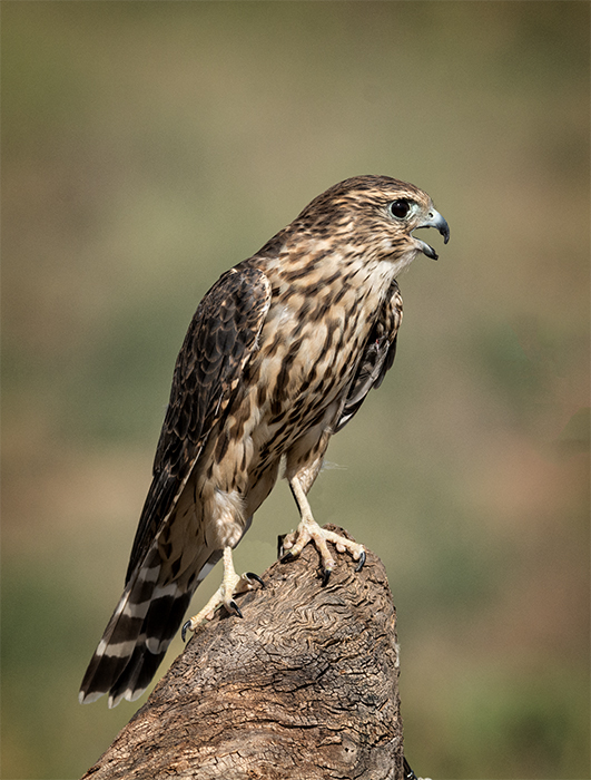 Merlin