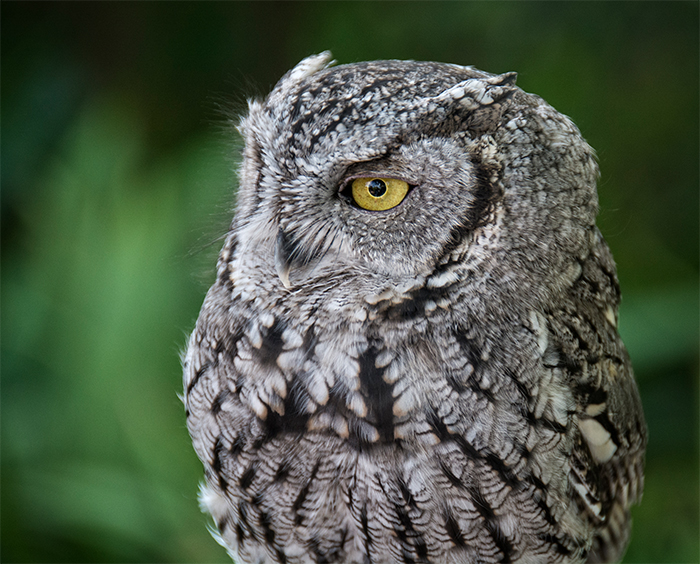 Western Screech Owl