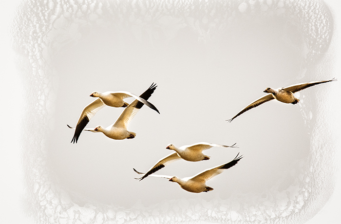 Flight of the Snow Goose