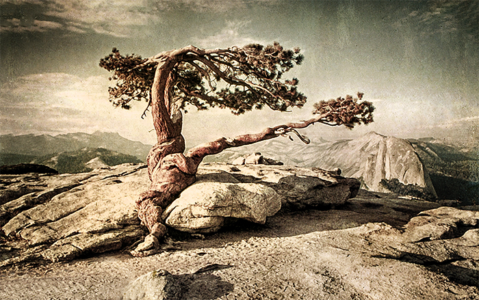 The Jeffrey Pine, Yosemite NP, 1973