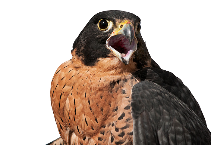 Peregrine Falcon  Hybrid