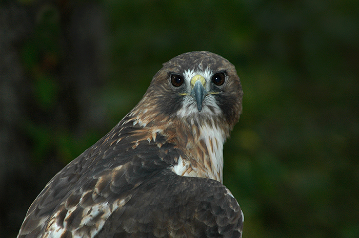 Red Tailed Hawk