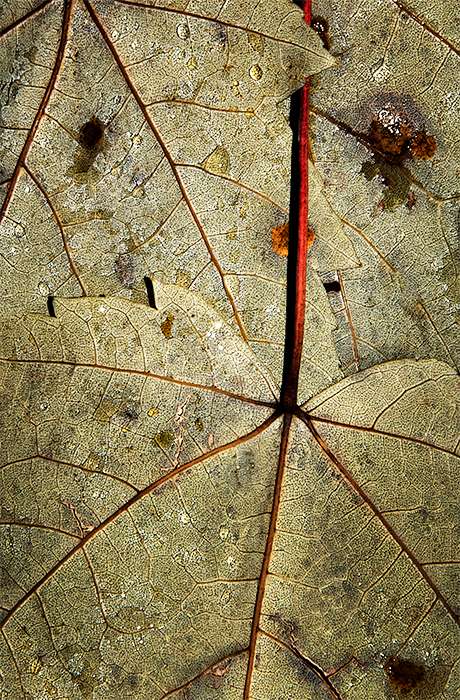 Autumn Remnant