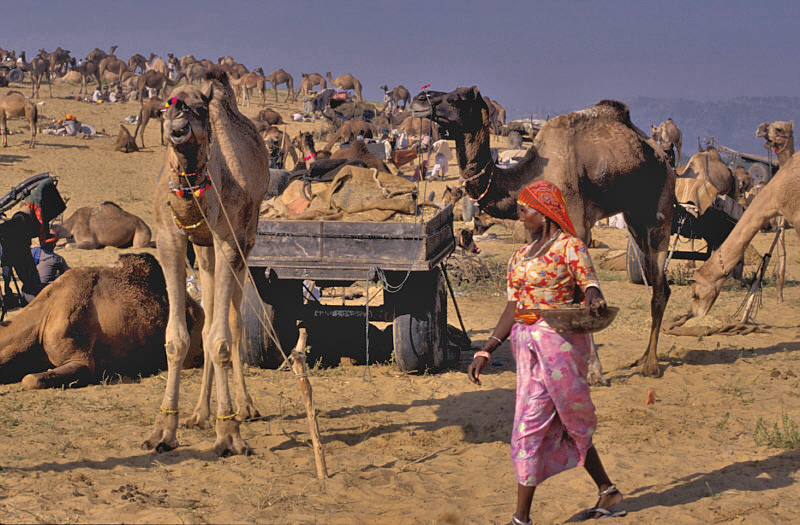 Collecting Camel Dung