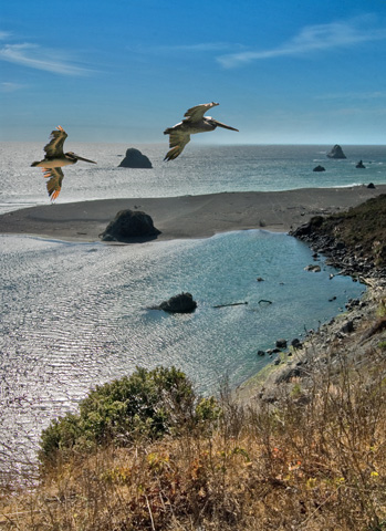 Pelicans Soaring - Sonoma Coast
