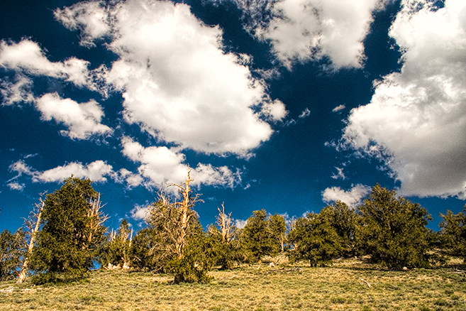 Ancient Bristlecone Pines