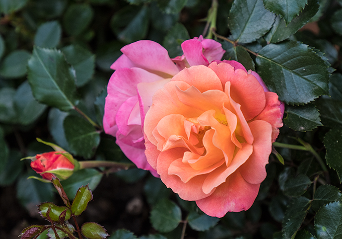 An Exceptional Duo-Colored Rose