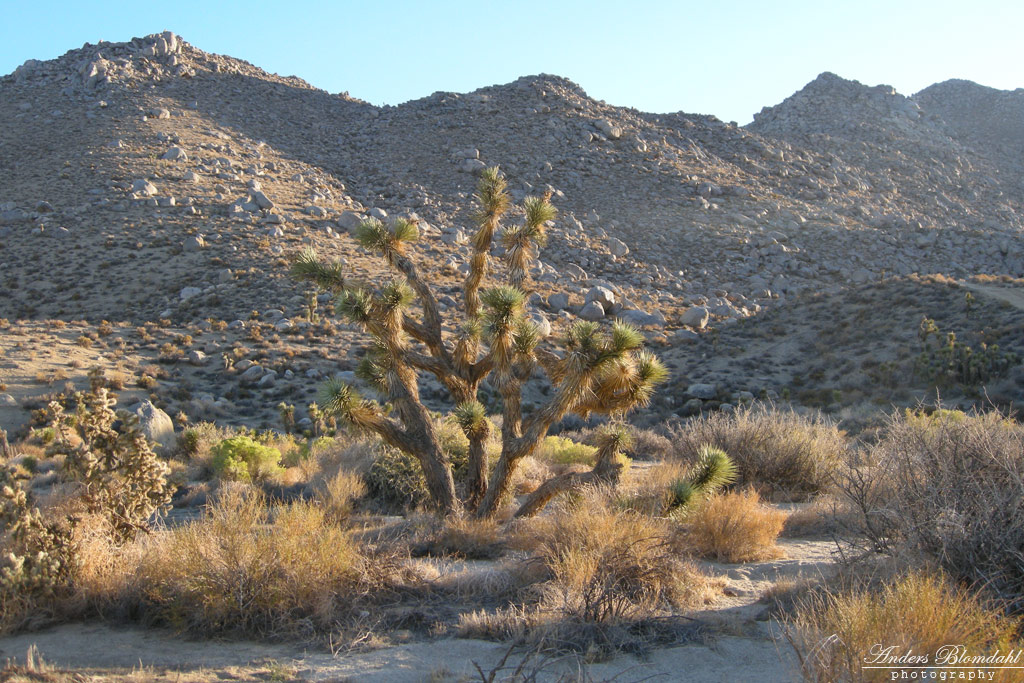 Mojave Desert
