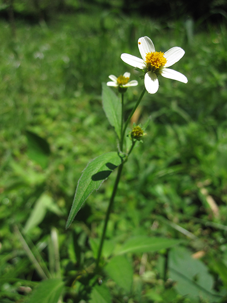 Bidens alba_3725.JPG