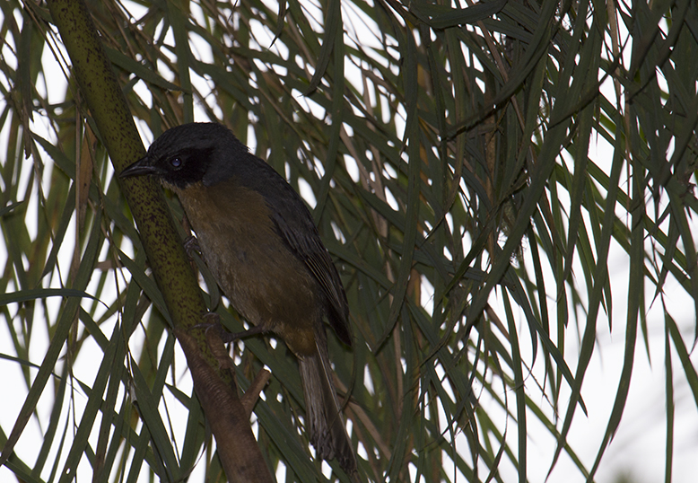 Black-eared Hemispingus (Hemispingus melanotis)_8832.jpg