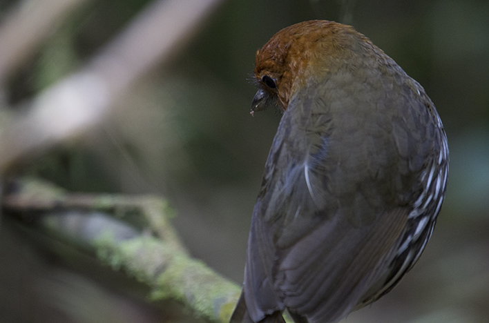 Chestnut-crowned Antpitta (Grallaria ruficapilla)_8861.jpg