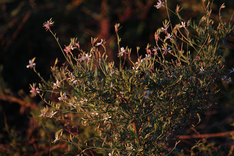 Gaura_0020.JPG