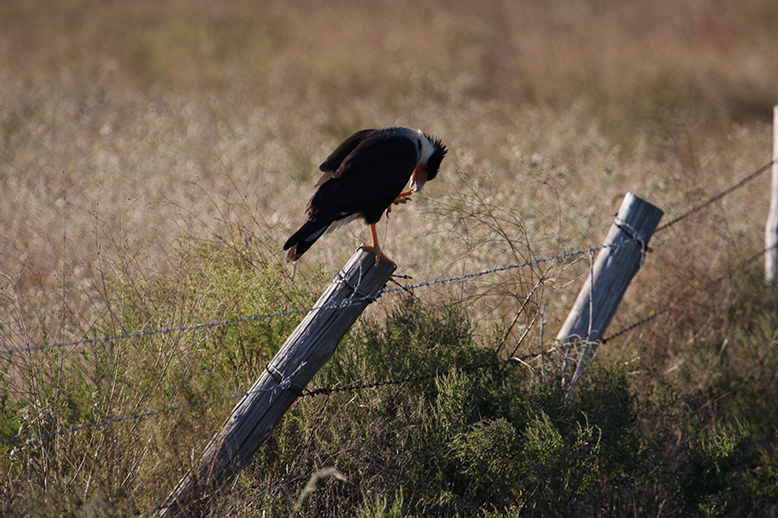 Crested Caracara_0057.JPG