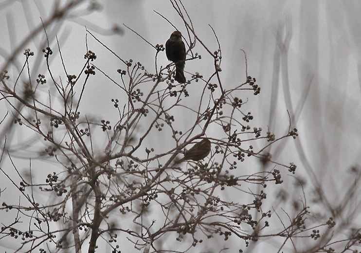 Rusty Blackbird_6621.JPG
