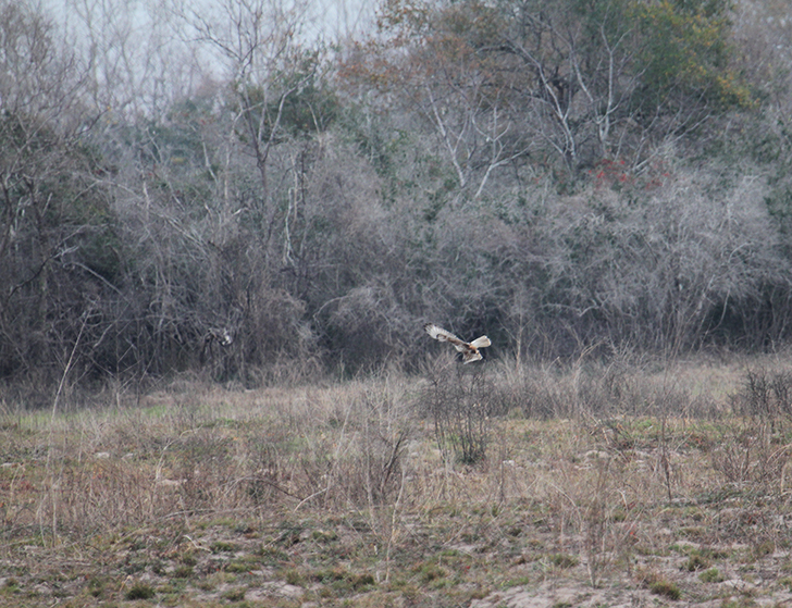 Ferruginous Hawk_0080.JPG