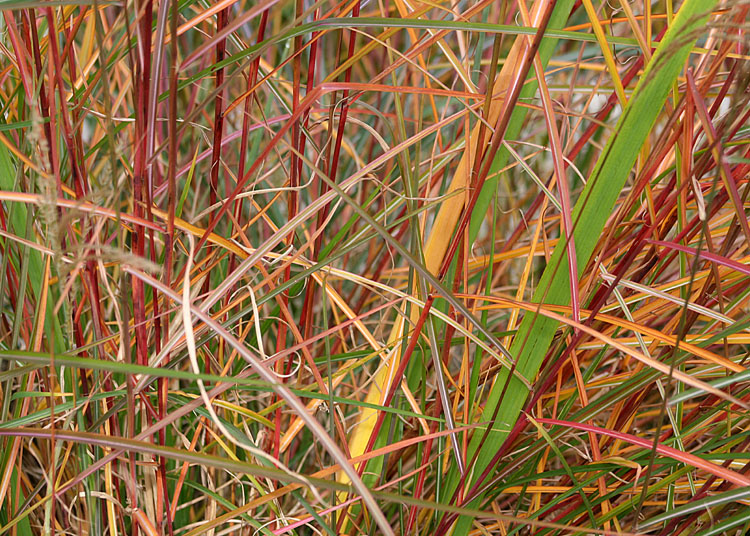 32 the color of fall reeds