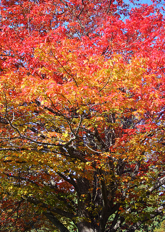 11 rainbow of fall color