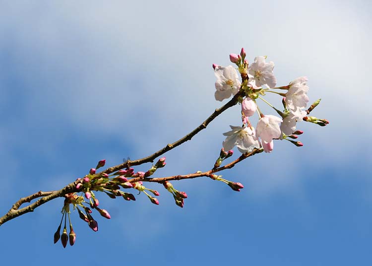 49 blossom, buds, blue and cloud