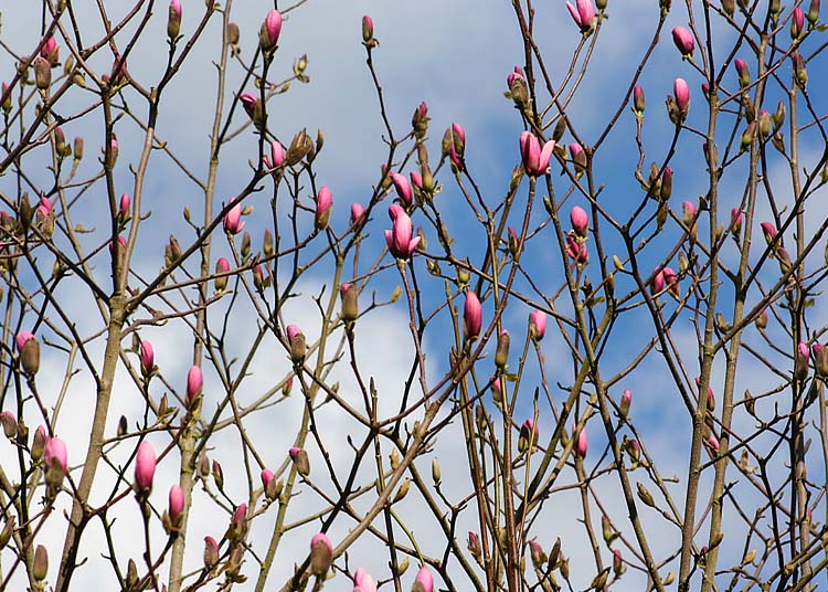 50 magnolia buds and sky