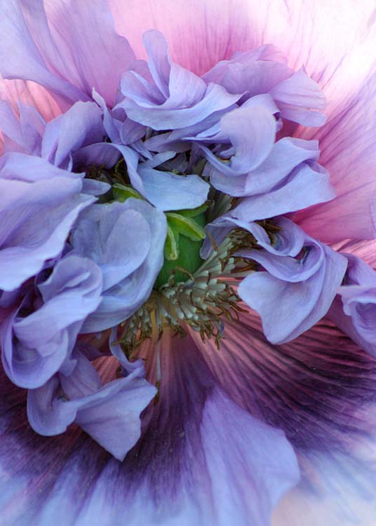 25 pinkish purple poppy