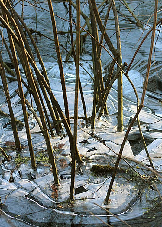 21 snake lake winter twigs