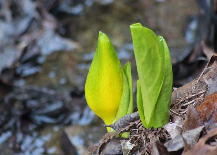 08 skunk cabbage