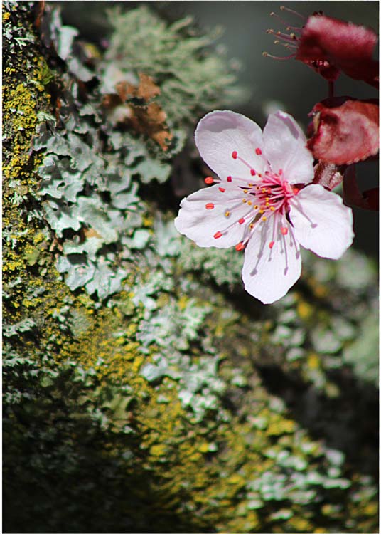 09 single plum blossom