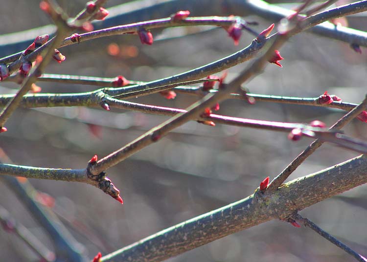 30 spring twigs