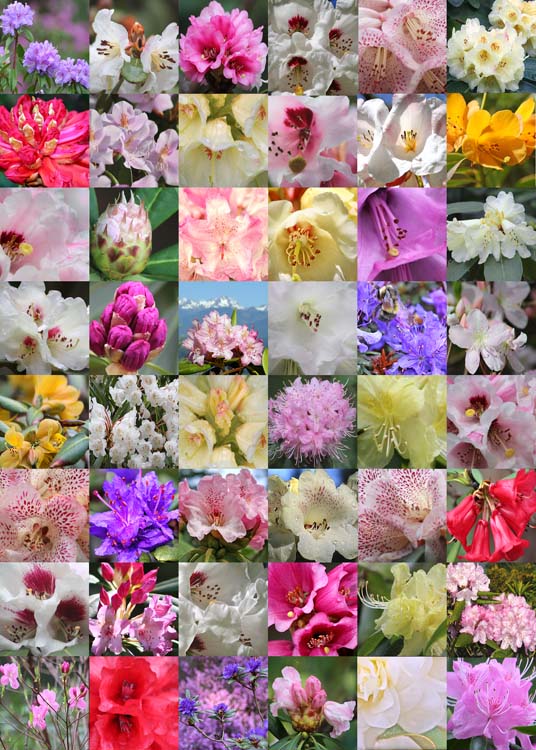 14 rhody quilt