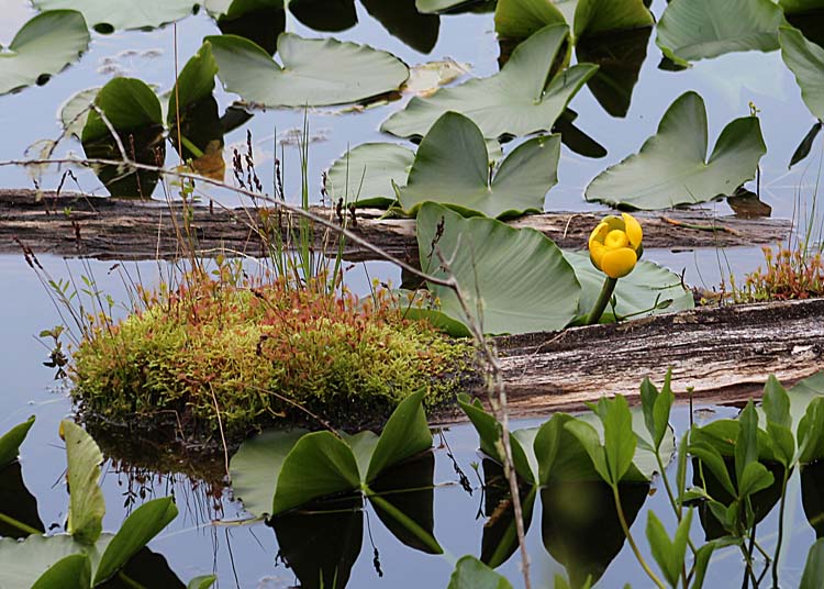 28 yellow pond lily howell lake
