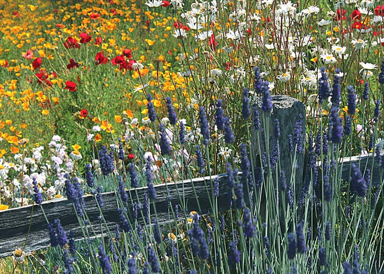 86 lavender, fence, poppy field