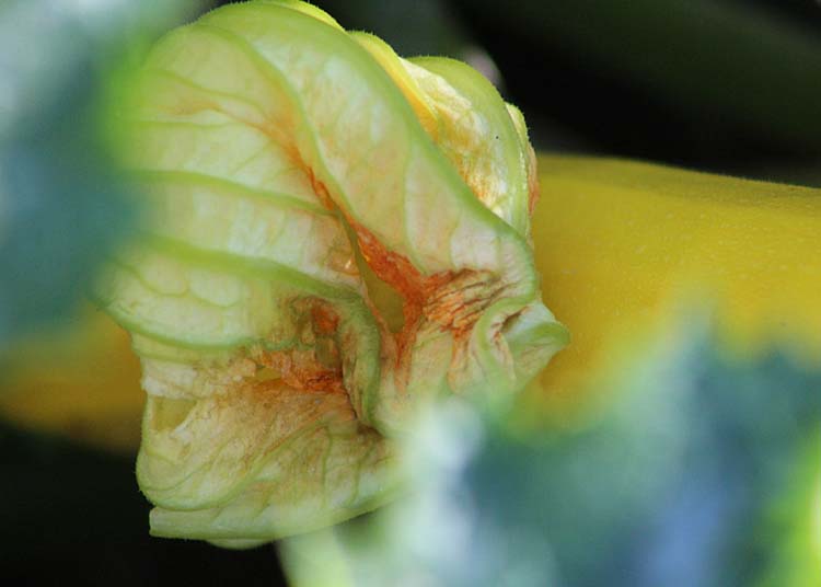 27 yellow zucchini and blossom