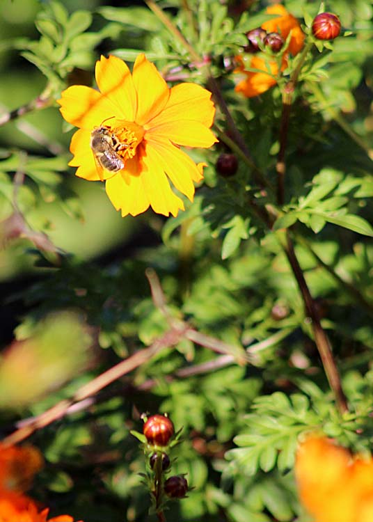 26 bee on orange cosmos