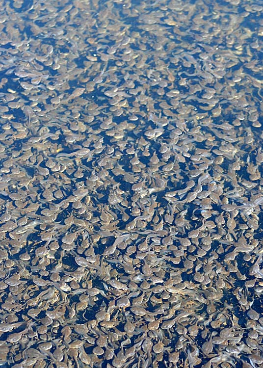 ten thousand tadpoles