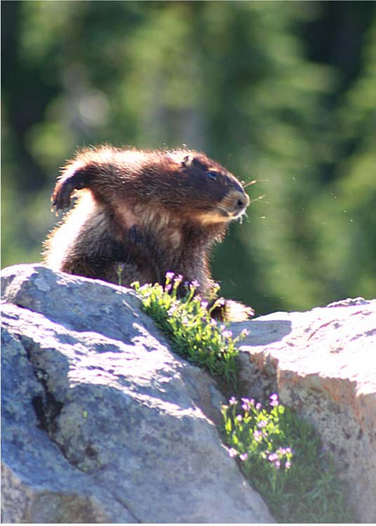 marmot morning scratch