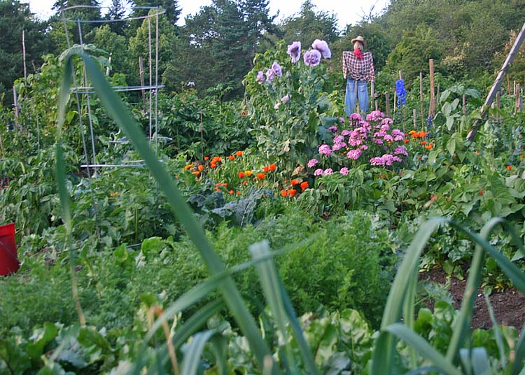 garden plot 2014