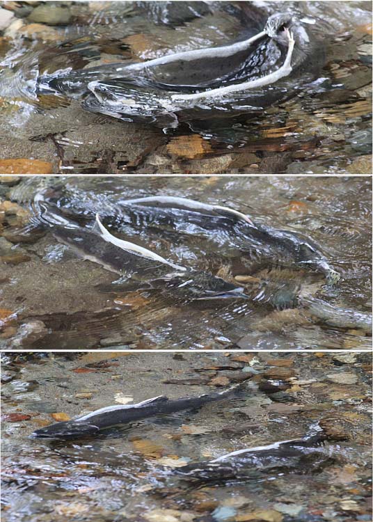 59 a dance of salmon