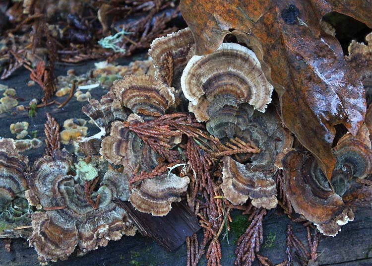 81 turkey tail fungus in fall