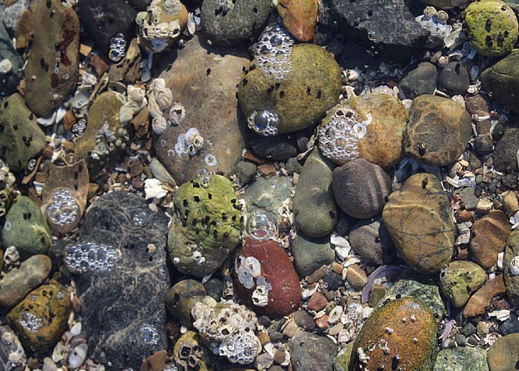 26 tideline rocks and bubbles