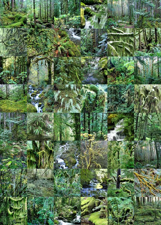 17 rainforest quilt