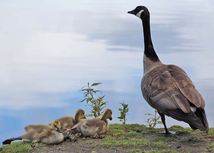35 while dad introduces the others to the big pond