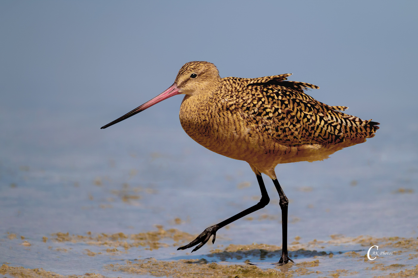 Godwit-8533.jpg