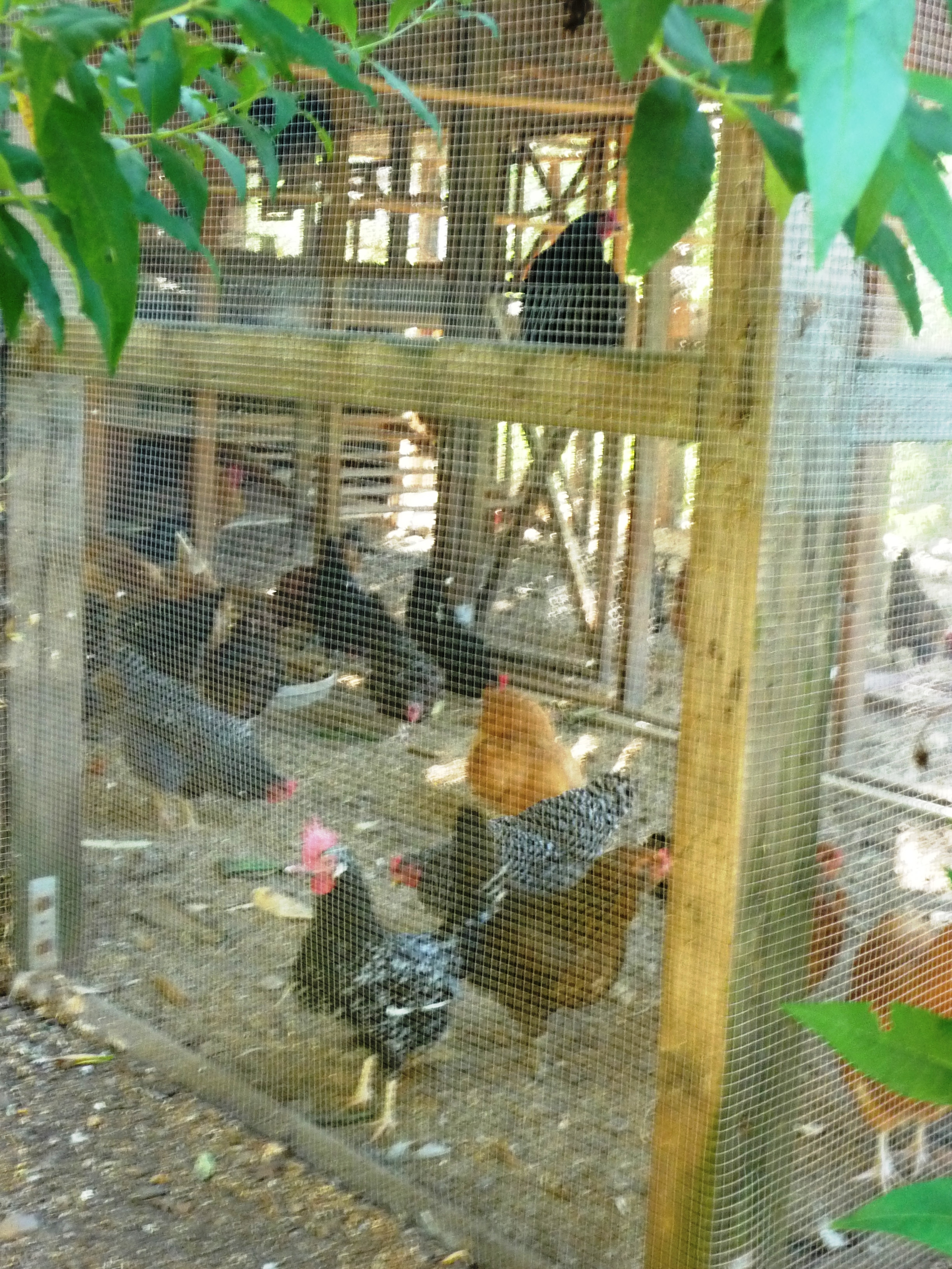 Chickens at the Meadowlark inn