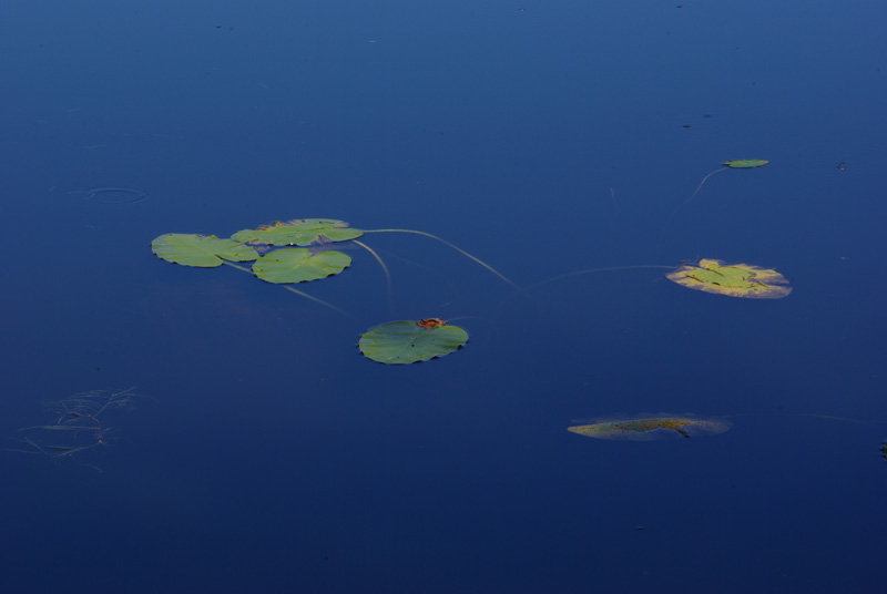 Lily Pads  - Canon Brook Trail 9-24-12-o.-pf.jpg