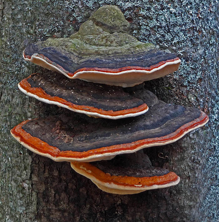 Fungi - Hogback Connector 12-8-13-pf.jpg