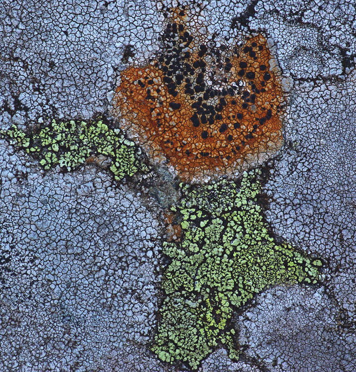 Lichen Near the Featherbed c 12-13-11-ed-pf.jpg