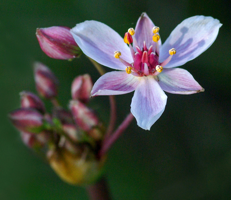 Wildflower Kenduskeag Stream  6-19-16-pf.jpg