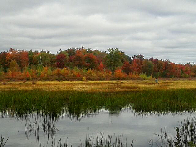 Newell Road Pond