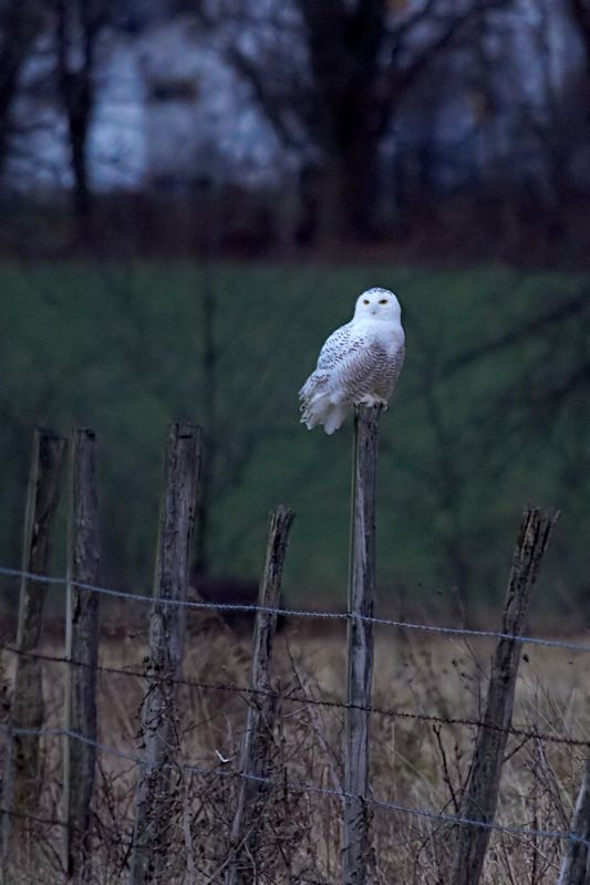 Snowy Owl in Pennsylvania