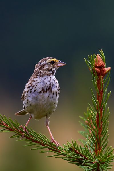 Savannah Sparrow